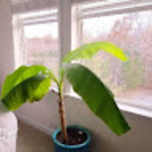 Meet your Posher, Anne